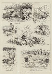 Incidents de la Vie à la Ferme